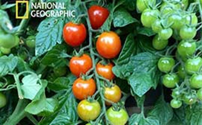 پاکستان از ایران گوجه فرنگی وارد می‌کند